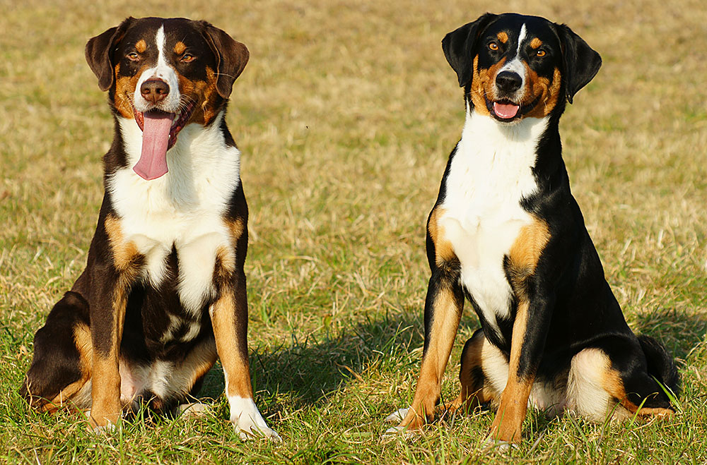 Den Appenzeller Sennenhund gibt es in zwei Grundfarben: schwarz und havannabraun