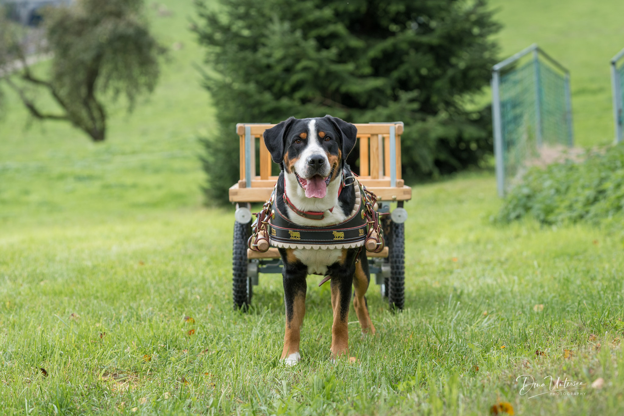 Grosser Schweizer Sennenhund